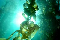 Kelp in sunbeams