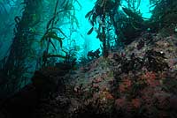  Kelp forest at Wyckoff Ledge 