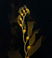 Giant perennial kelp