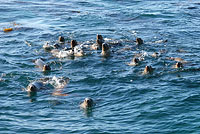 Sea Lions at San Miguel=
