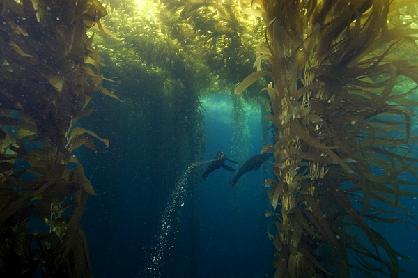 Sea Lions soaring in kelp forest