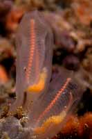 Lightbulb Tunicate: Clavelina huntsmani