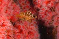 juvenile Copper Rockfish: Sebastes caurinus, Family: Scorpaenidae, among red Club-tipped anemones: Corynactis californica