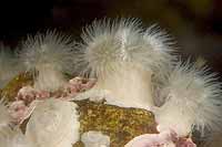 white Metridium senile anemones