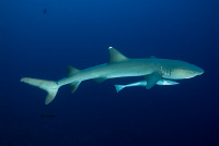 White Tip Shark and Remora