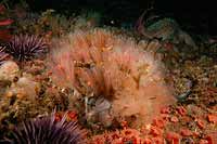 Lightbulb Tunicates: Clavelina huntsmani