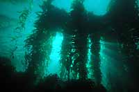 Giant Perennial Kelp: Macrocystis pyrifera
