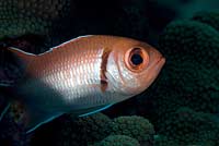 Blackbar Soldierfish