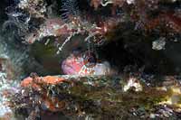 Island Kelpfish: Alloclinus holderi