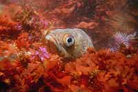 Kelp Rockfish: Sebastes atrovirens
