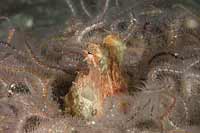 Red Octopus among Brittle Stars